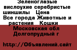 Зеленоглазые вислоухие серебристые шиншилы › Цена ­ 20 000 - Все города Животные и растения » Кошки   . Московская обл.,Долгопрудный г.